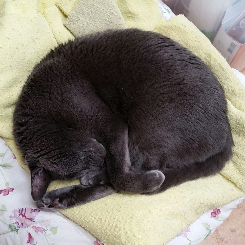 Picture of cat curled up.